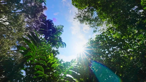 Sun rays through trees Stock Footage 275326925