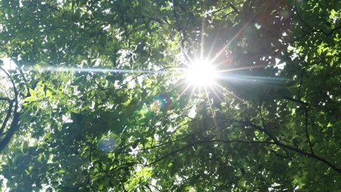 Sun rays through the trees Stock-Footage 310156632