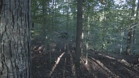 Sun Rays through trees in the Forest Vídeo Stock 168987354