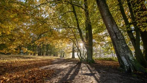 Sun rays through the trees in the forest Stock Photos