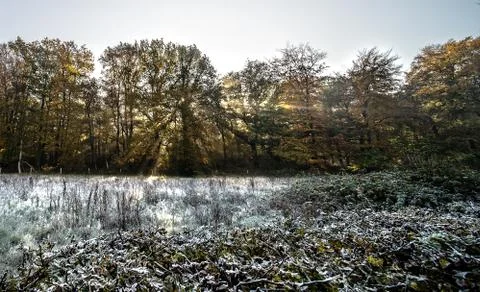 Sun rays through the trees in the forest Stock Photos
