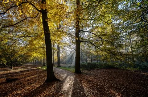 Sun rays through the trees in the forest Stock Photos