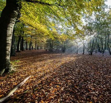 Sun rays through the trees in the forest Stock Photos