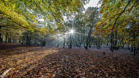 Sun rays through the trees in the forest Stock Photos