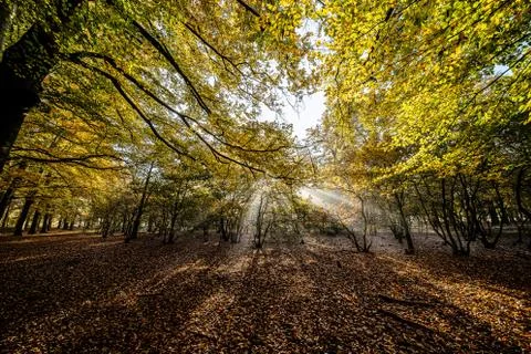 Sun rays through the trees in the forest Stock Photos