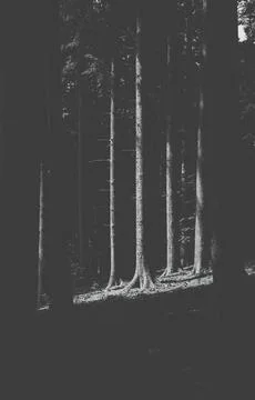 Sun rays through the trees in the forest. Natural landscape Foto stock