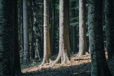 Sun rays through the trees in the forest. Foto stock