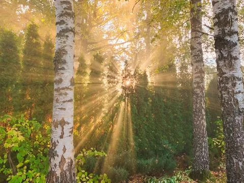 Sun Rays Through Trees In Garden Foto stock