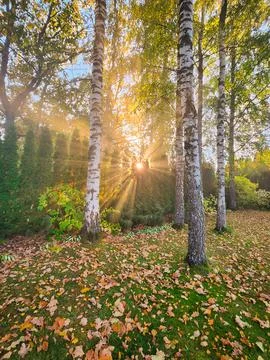 Sun Rays Through Trees In The Garden Stock Photos