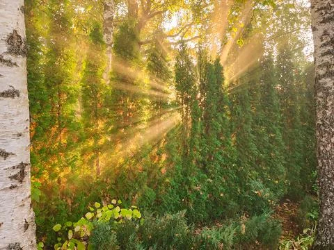 Sun Rays Through Trees In Garden Stock Photos