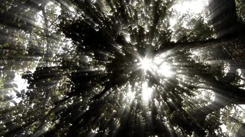 SUN RAYS THROUGH TREES - HD Stock Footage 12462319