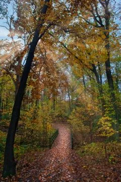 Sun rays through the trees illuminate a wooden bridge in Autumn Stock Photos