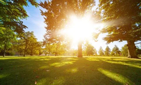 Sun rays through trees leaves Stock Photos