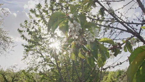 Sun rays through the trees. Nature and environment concept. Stock Footage 153565444