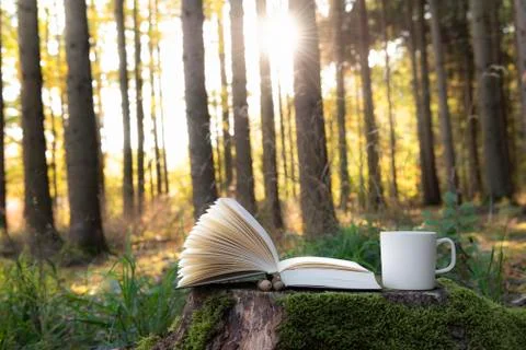 Sun rays through trees over book and coffee Stock Photos