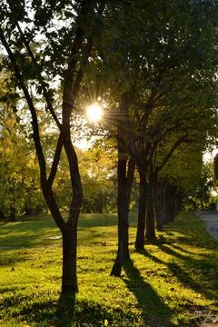Sun rays through trees in the park. Autumn in the park Stock Photos