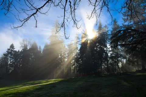 Sun rays through trees Stock Photos