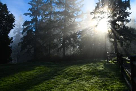Sun rays through trees Stock Photos