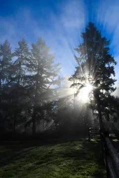 Sun rays through trees Foto stock
