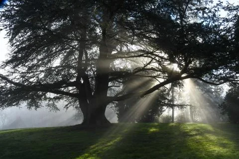 Sun rays through trees Stock Photos