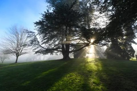 Sun rays through trees Stock Photos