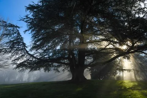 Sun rays through trees Stock Photos