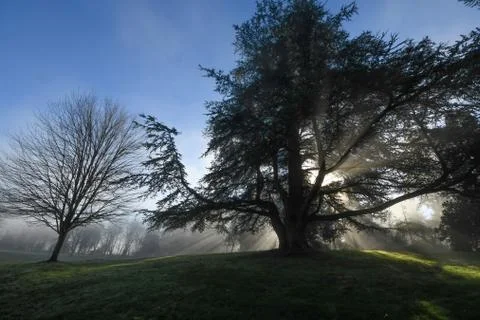Sun rays through trees Stock Photos