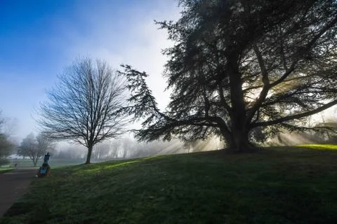 Sun rays through trees Stock Photos