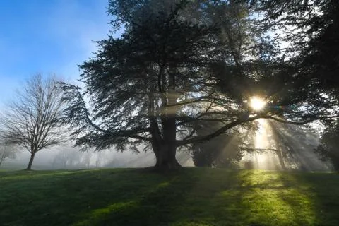 Sun rays through trees Stock Photos