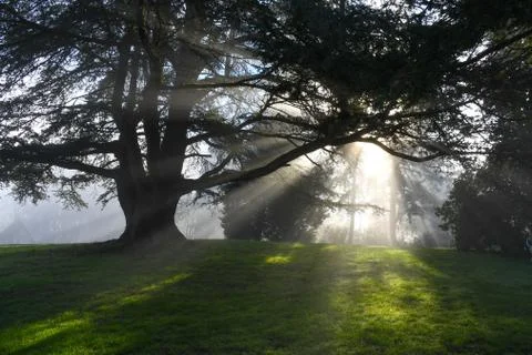 Sun rays through trees Stock Photos