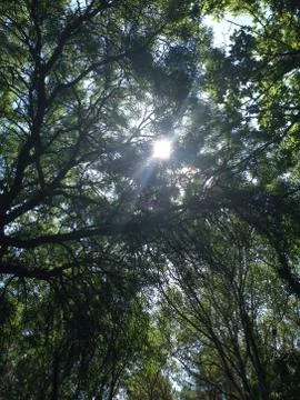 Sun rays through the trees Stock Photos