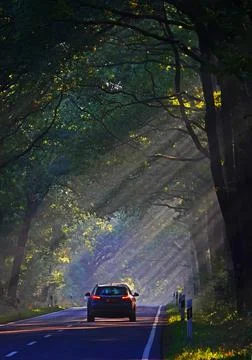 Sun rays through the trees Stock Photos