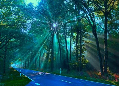 Sun rays through the trees Stock Photos