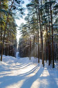 Sun rays through the trees, sunny day in forest. Tree covered by snow. Stock Photos