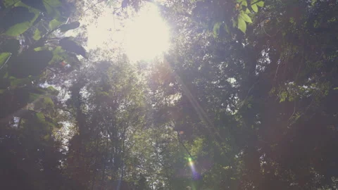 Sun Rays through tress at a Park Stock Footage 319351214