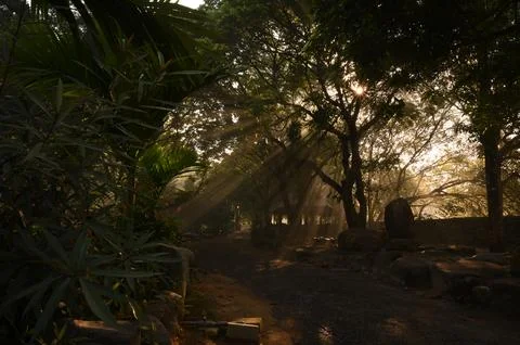 Sun Rays Through Tropical Forest Path at Golden Morning Fotos de archivo
