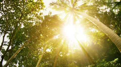 Sun rays through the tropical trees and palms Stock Footage 48337742