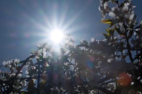 Sun rays through white cherry blossom against blue sky with lens flare Stock Photos