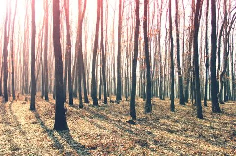 Sun rays through the woods Stock Photos