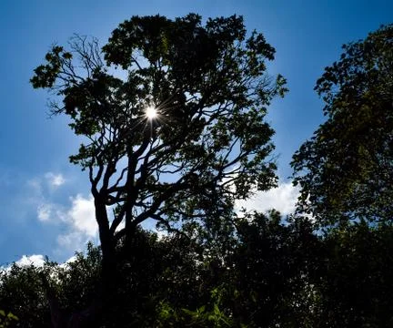 Sun rays throuh trees 库存照片