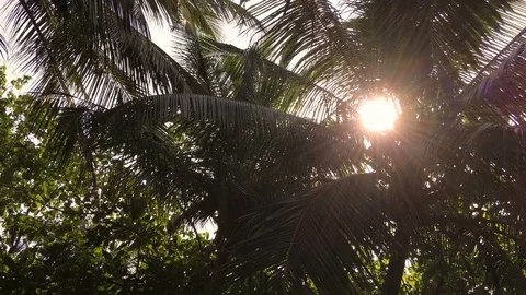 Sun rays throuth palm leaves Stock Footage 75796791