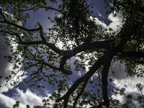 Sun rays thru tree limbs Stock Photos