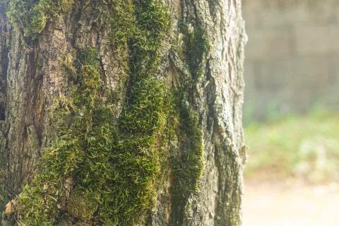Sun rays on tree bark with moss Stock Photos