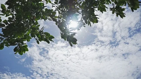 Sun Rays Tree Leaves Tropics Summer Slowmotion Stock Footage 70761321