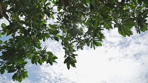 Sun Rays Tree Leaves Tropics Slowmotion Stock Footage 70761976