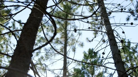 Sun rays in trees Video stock 107482519