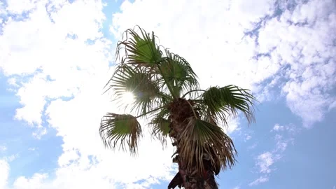 Sun rays trough palm tree leaves with white clouds and sky in the background Stock Footage 246596123