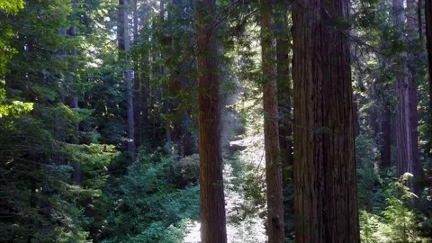 Sun rays trough Redwoods Forest Descending dolly crane movement 4K Stock Footage 79736487