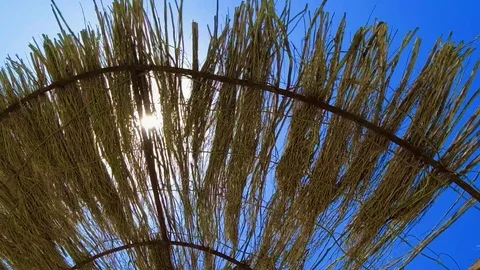 Sun rays trough reed umbrella Stock Footage 113052456