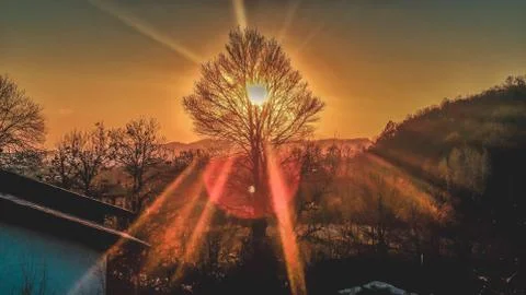 Sun rays trough a tree Stock Photos